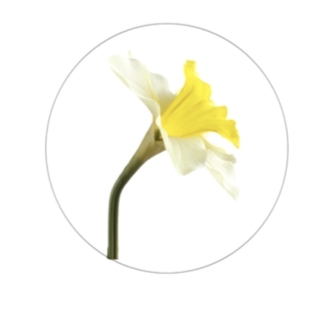 Jonquille artificielle | Fleurs Artificielles | Qualité Prix