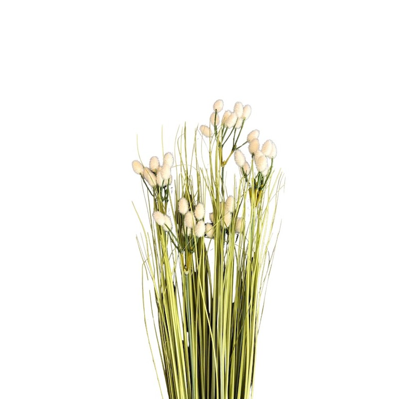 Saule velours | Feuillage haut de gamme