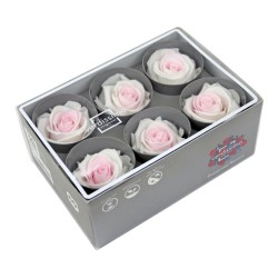 Rose Eternelle | Grossiste Fleuristes | Fleurs stabilisées