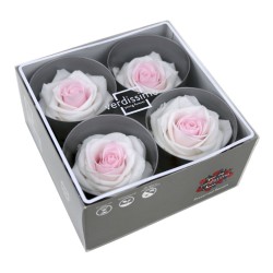 Rose Eternelle | Grossiste Fleuristes | Fleurs stabilisées