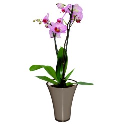 Orchidée dans un vase Fizzy gris