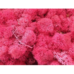 Lichen Stabilisée| Grossiste Fleuristes | Feuillage stabilisé