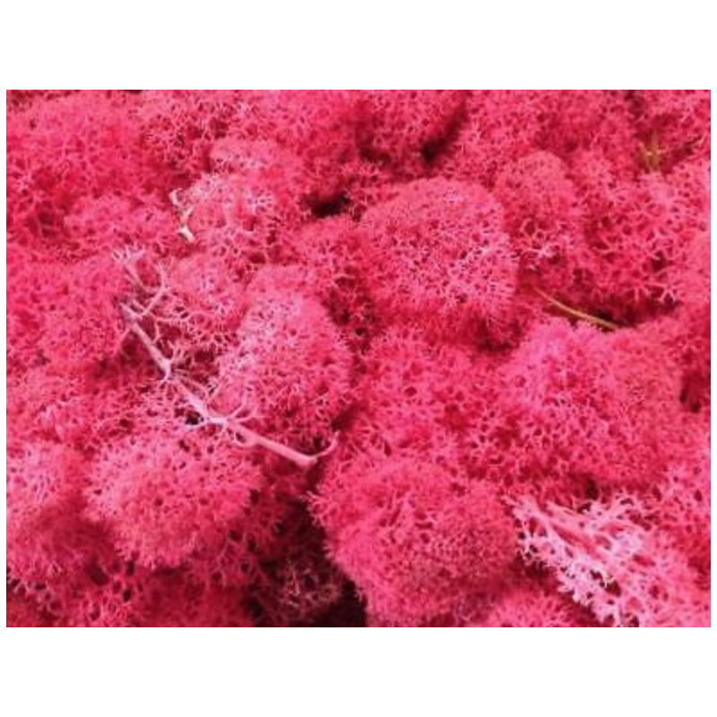 Lichen Stabilisée| Grossiste Fleuristes | Feuillage stabilisé