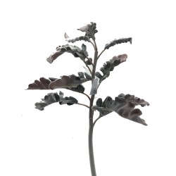 Feuillage Artificiel | Grossiste Plantes Artificielles | Cinéraire