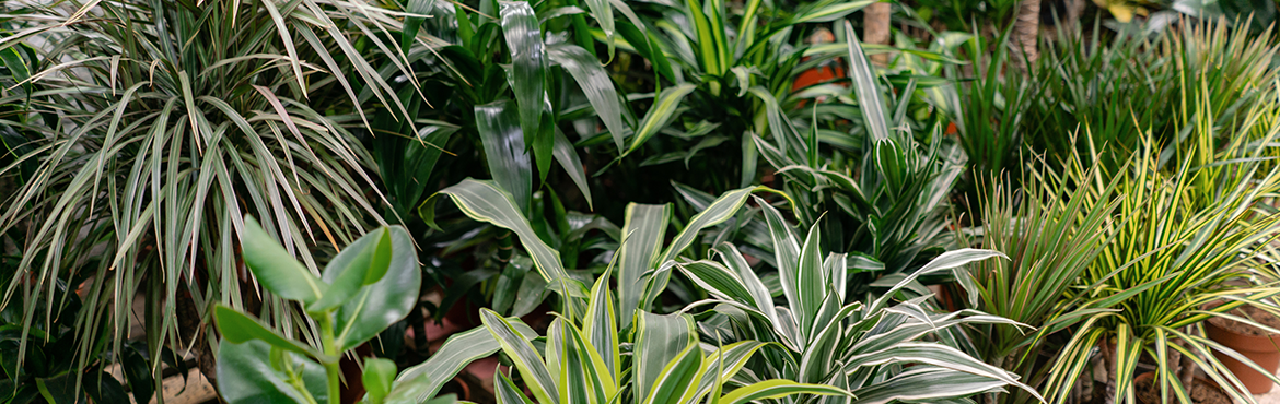 Artiflor | Grossiste plantes artificielles | Grand choix