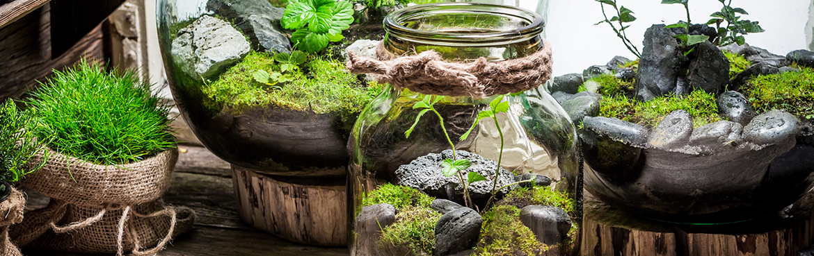 grossiste en terrarium