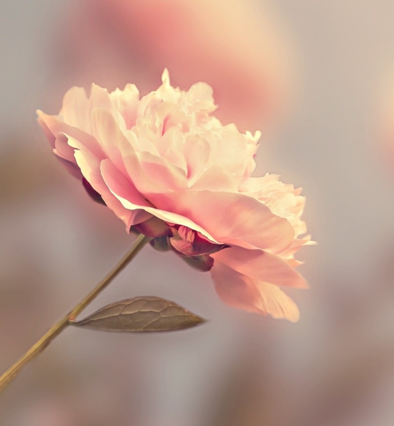 Les 5 atouts des fleurs artificielles pour le cimetière