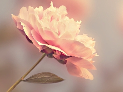 Les 5 atouts des fleurs artificielles pour le cimetière